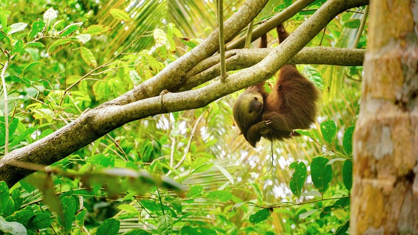 Travel to Costa Rica - Explore tours, hotels, and activities