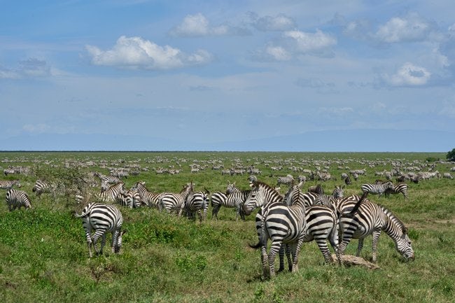 Tanzania Image