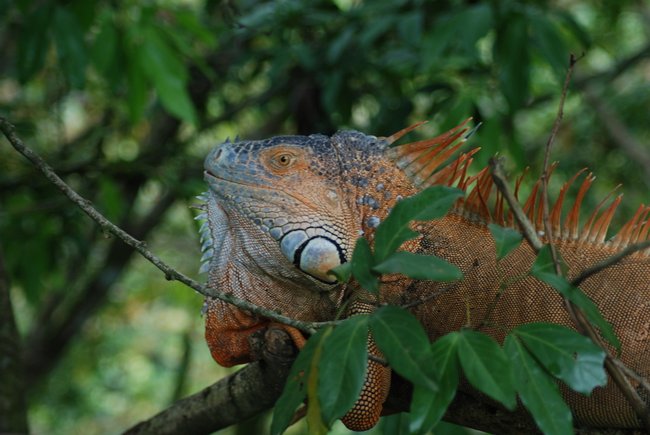 Costa Rica Image