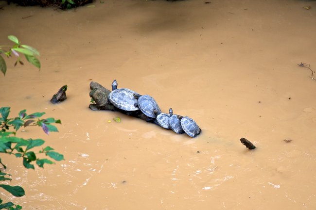 Ríos en Ecuador