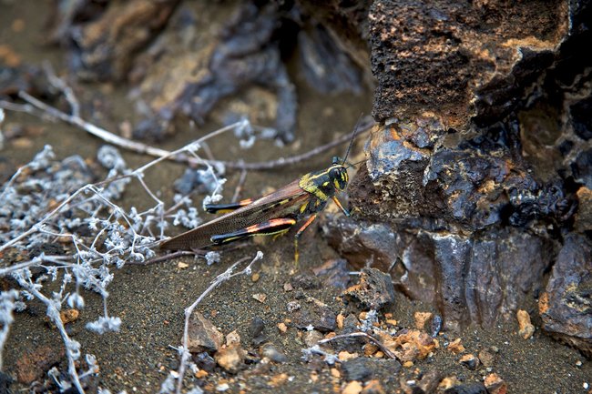 Ecuador Image