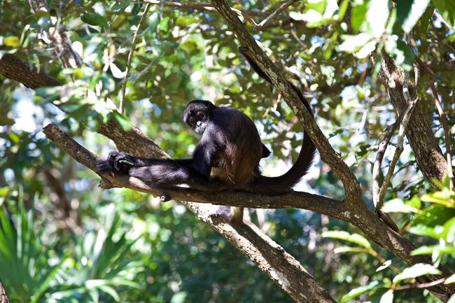 Atracciones de Vida Silvestre en Belice