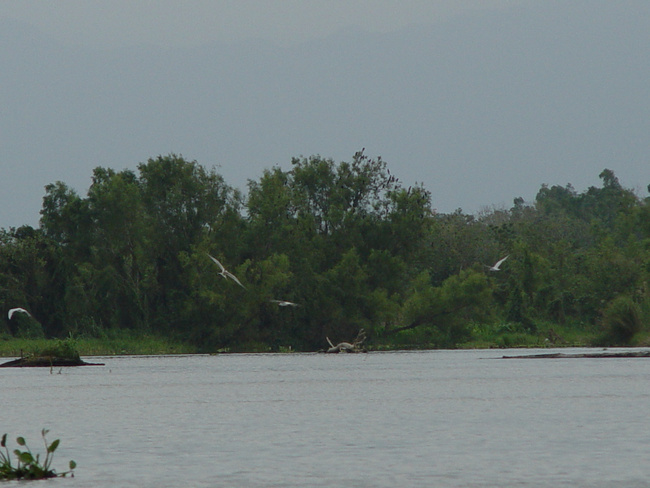 Guatemala Image