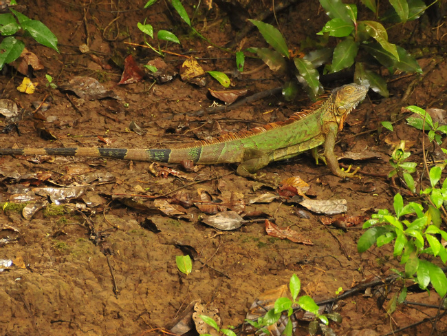 Costa Rica Image