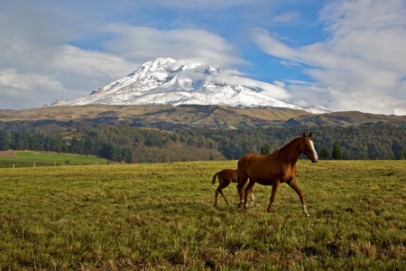 Chimborazo Ecological Reserve Image