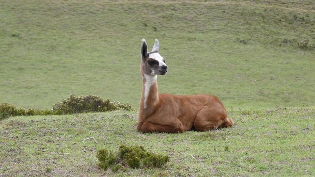 Ecuador Image