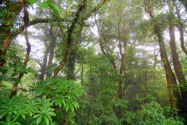 cloud forest wallpaper