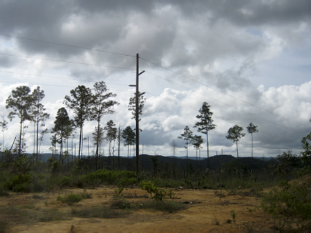 Mountain Pine Ridge Forest Reserve Image