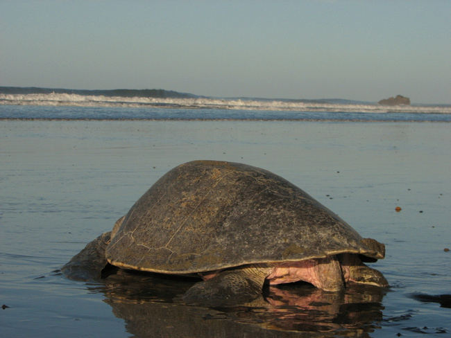 Costa Rica Image