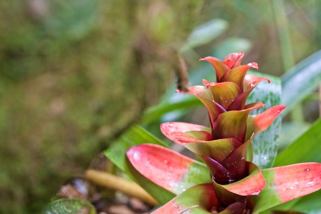 Ecuador Image