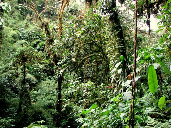 Costa Rica Tours: Guided Tour Santa Elena Reserve