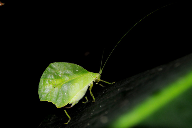 Ecuador Image