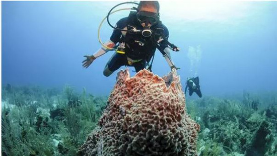 Local Scuba Diving Experience Photo