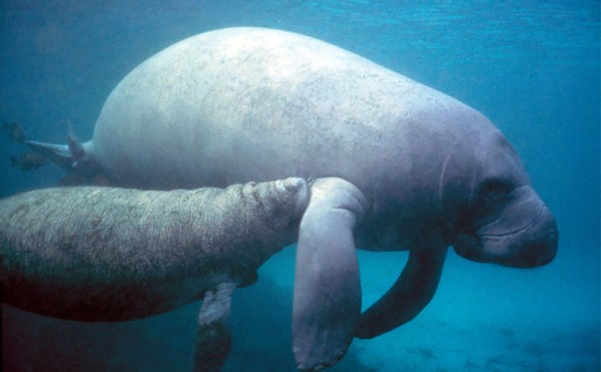 Coral Gardens & Manatee Photo