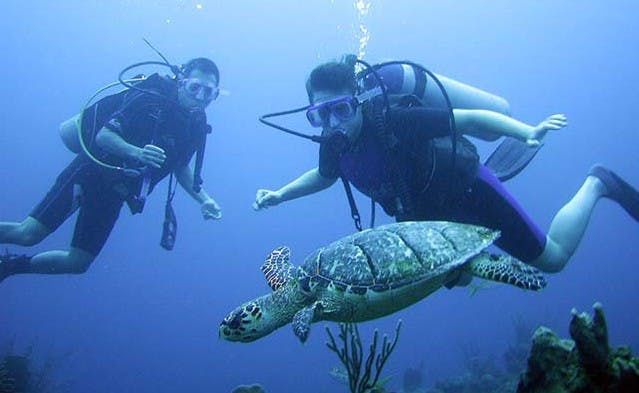 Buceo en Belice Photo