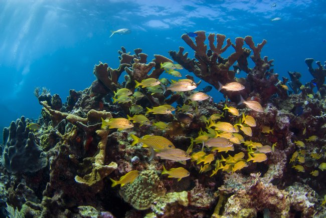 Tour de Snorkel - Ambergris Caye Photo