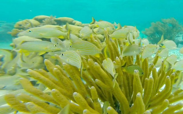 Amazing Snorkeling Tour Photo