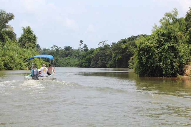 Monkey River Tour Photo