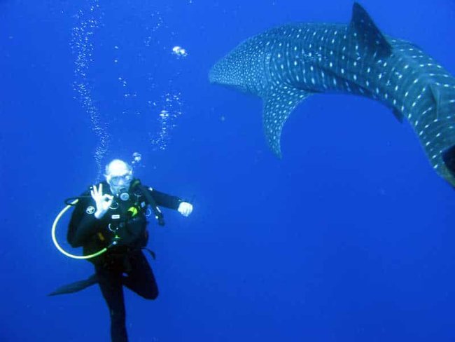 Whale Shark Experience Photo