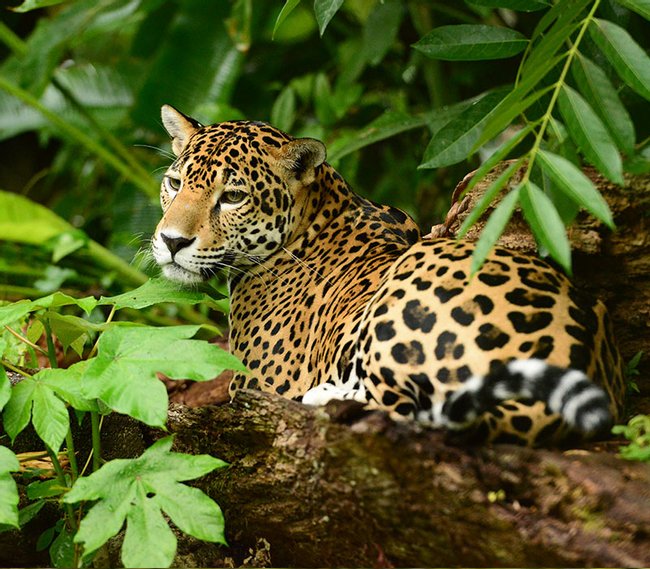 Tour para la protección del Jaguar Photo