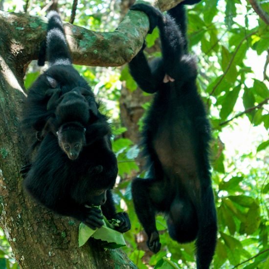 Belize Zoo And Baboon Santuary Photo