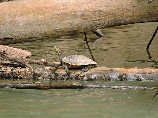 2 in 1 Safari Float and Sloth Territory Photo