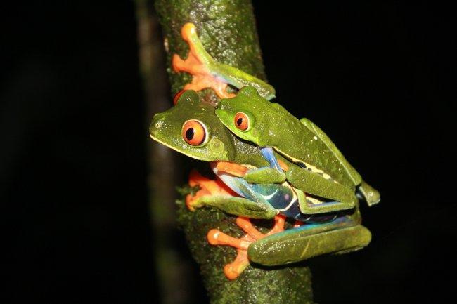 Jungle Night Walk Photo