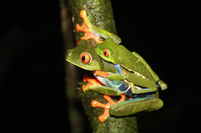 Jungle Night Walk Photo