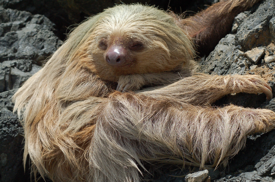 Manuel Antonio National Park Guided Tour Photo