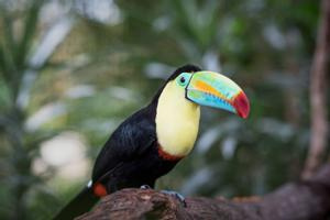 La Paz Waterfall Gardens Tour (PL) - Entrance fee and Lunch Photo