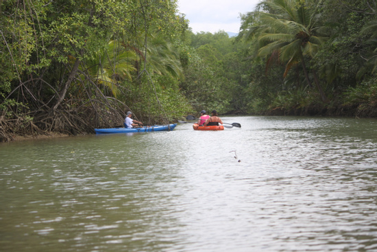 Mangrove Kayaking Isla Damas Photo