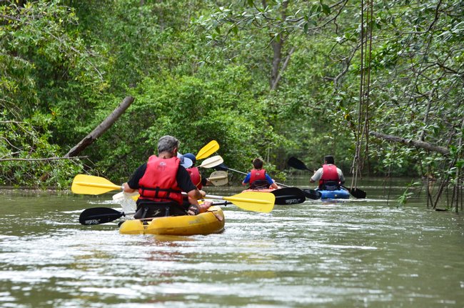 Tour de kayak en el manglar de Isla Damas Photo