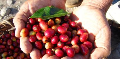 Don Juan Coffee Tour, Chocolate and Sugar Cane Monteverde - Private Tour Photo