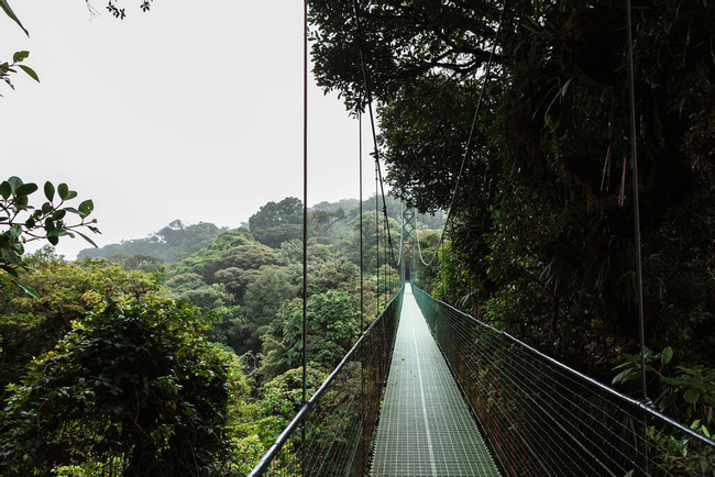 Sky Walk Guided Tour Monteverde Photo