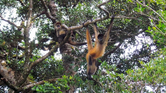 Guided Tour Curi-Cancha Reserve Photo