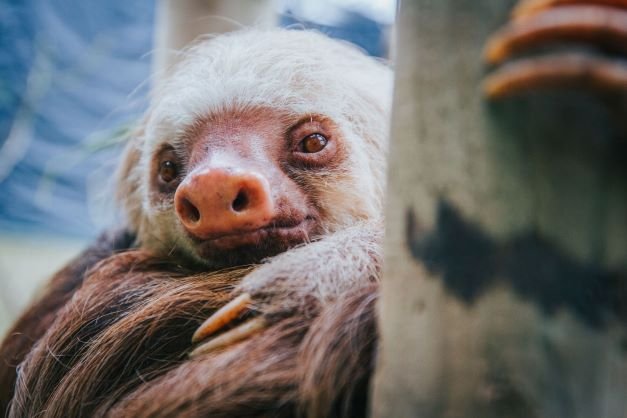 Sloth Sanctuary Tour Photo