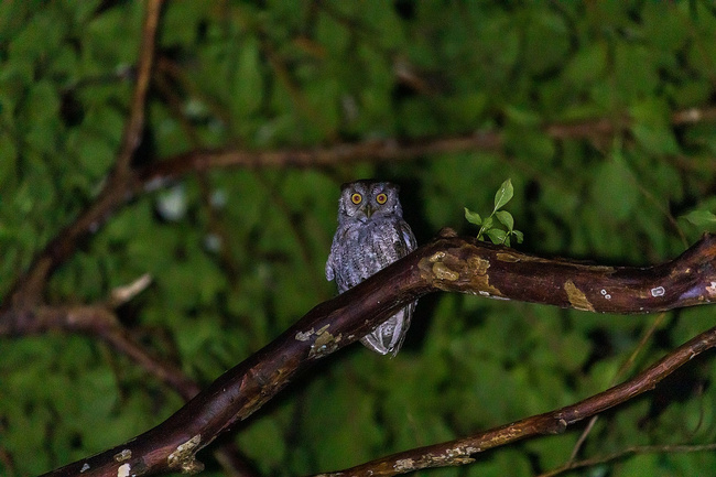 Birdwatching Tour Photo