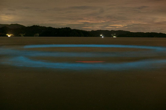 Night Adventure (Bioluminicense Tour) Photo