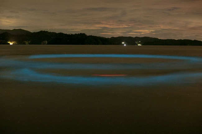 Night Adventure (Bioluminicense Tour) Photo