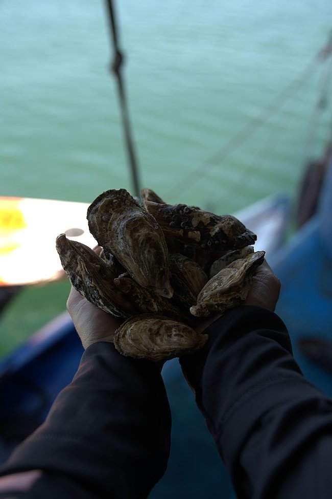 Oyster Quest Photo