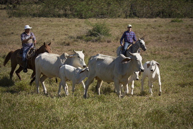 Hacienda Arío Una Experiencia de Sabanero "Vaquero" Photo