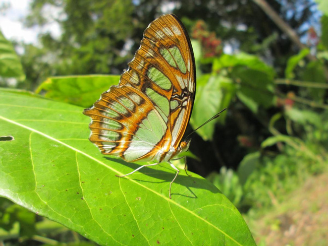 Butterfly Farm Tour Photo