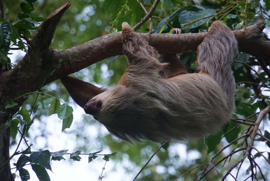 Caribbean Sloth Tour Photo