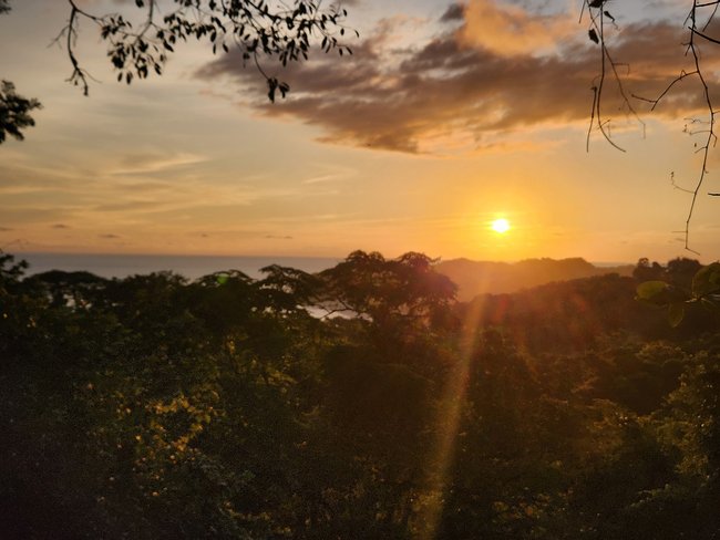 Sunset Canopy Photo