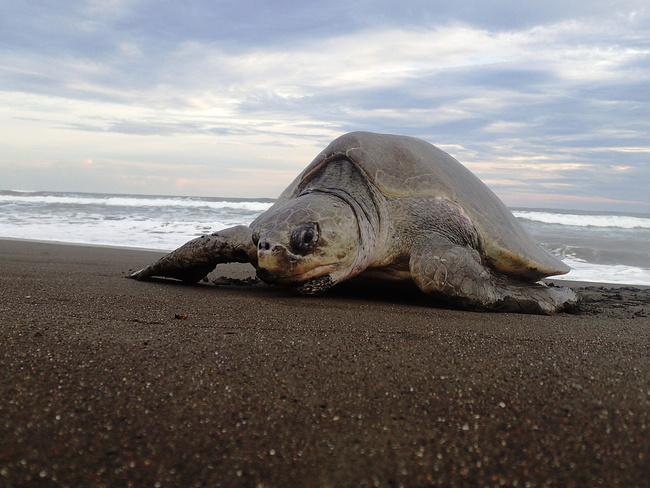 Turtle Night Nesting  Photo