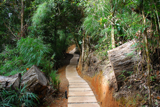 San Gerardo Bird Watching Tour -Long Photo