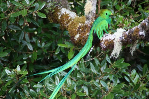 Quetzal Tour Photo