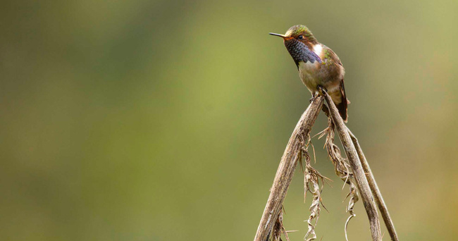 Hummingbird Deck Photo