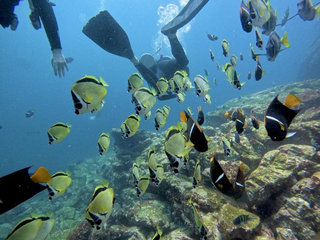 Catalina´s Island Fundive Scuba Diving Photo