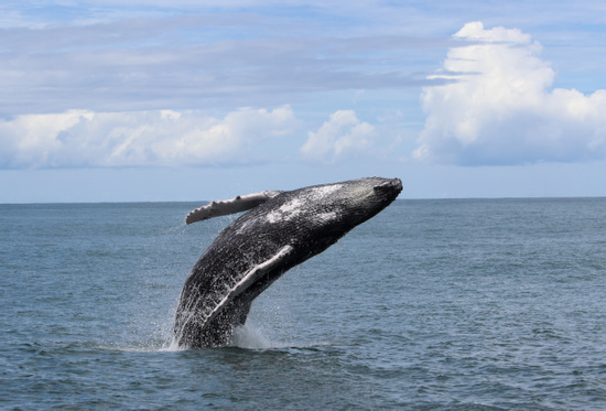 Marino Ballena Park Combination Tour (Whale - Dolphin combo Tour)  Photo